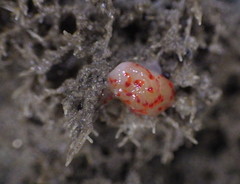 Pacifia goddardi