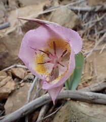 Calochortus persistens