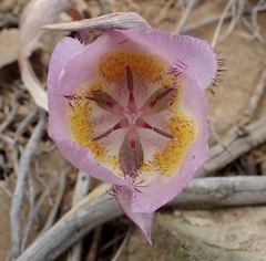Calochortus persistens