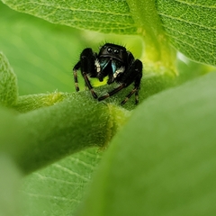 Phidippus clarus