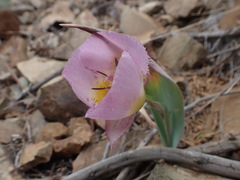 Calochortus persistens