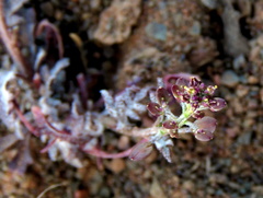 Lepidium africanum divaricatum