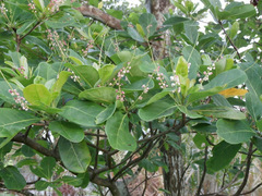 Terminalia catappa