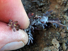 Lepidium africanum divaricatum