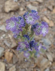 Phacelia linearis