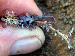 Lepidium africanum divaricatum