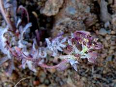 Lepidium africanum divaricatum