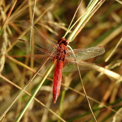 Crocothemis erythraea