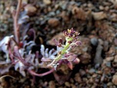 Lepidium africanum divaricatum