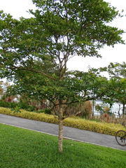 Terminalia catappa