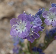 Phacelia linearis