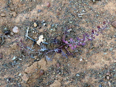 Lepidium africanum divaricatum
