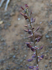 Lepidium africanum divaricatum