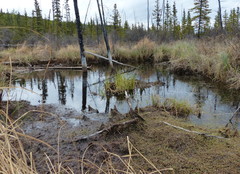 Ranunculus hyperboreus