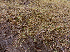 Ranunculus hyperboreus