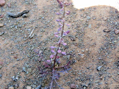 Lepidium africanum divaricatum