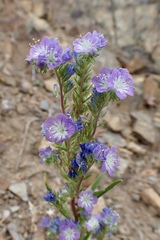 Phacelia linearis