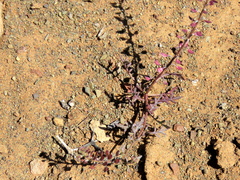 Lepidium africanum divaricatum