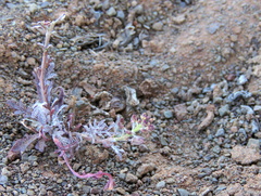 Lepidium africanum divaricatum