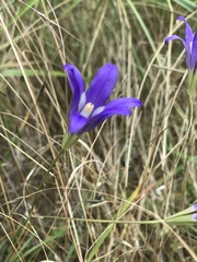 Brodiaea elegans hooveri