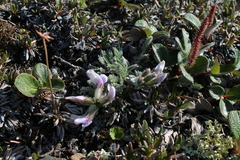 Oxytropis arctica murrayi