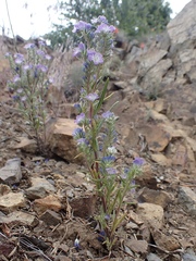 Phacelia linearis