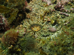 Anthozoa