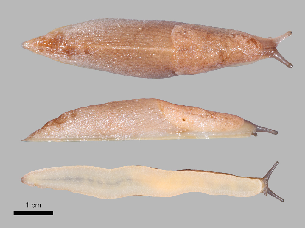 Keeled slug