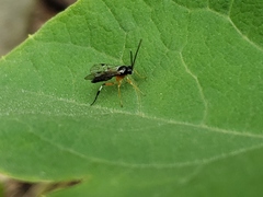 Diplazontinae