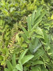 Sanguisorba canadensis