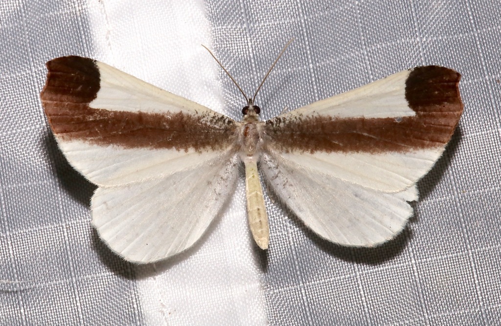 Macrosoma leucophasiata