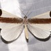 Macrosoma leucophasiata - Photo (c) Laura Gaudette, algunos derechos reservados (CC BY), subido por Laura Gaudette