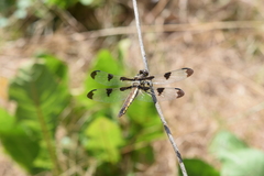 Libellula pulchella