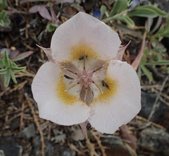 Calochortus persistens