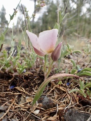 Calochortus persistens