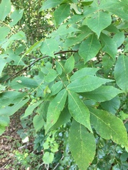 Carya pallida