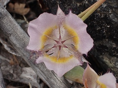 Calochortus persistens
