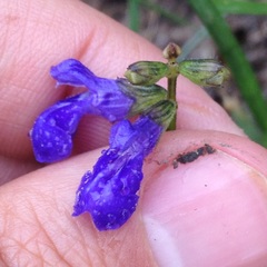 Salvia prunelloides