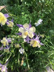 Aquilegia coerulea