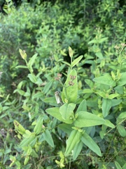 Hypericum nudiflorum