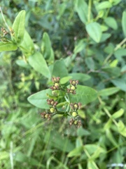 Hypericum nudiflorum