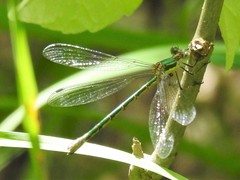 Emerald Spreadwing