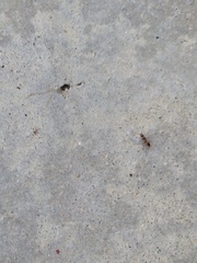 Formicidae