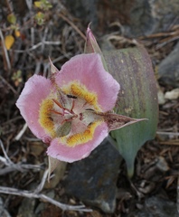Calochortus persistens