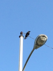 Corvus brachyrhynchos