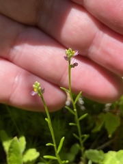 Polygala nuttallii