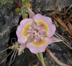 Calochortus persistens