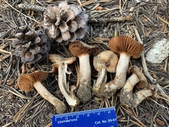 Cortinarius eldoradoensis