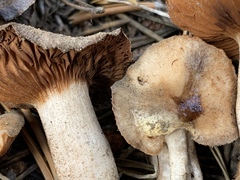 Cortinarius eldoradoensis