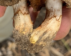 Cortinarius eldoradoensis